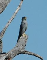 Gray Kestrel p.84