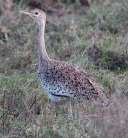 Hartlaub's Bustard p.116