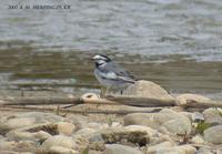 White(Pied) Wagtail Motacilla alba ocularis 검은턱할미새