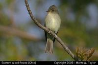 Eastern Wood-Pewee - Ohio