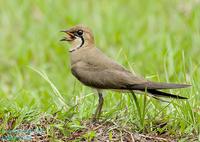 Oriental Pratincole Glareola maldivarum