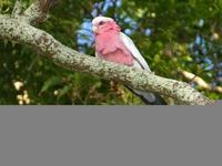 Galah, Eolophus roseicapillus, Dulong Road, Queensland, January 2005. Photo ©Barrie Jamieson