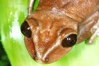 : Aparasphenodon bokermanni