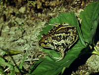 : Pelobates fuscus fuscus; Common Spadefoot