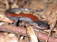 : Plethodon yonahlossee; Yonahlossee Salamander