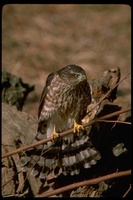 : Accipiter striatus; Sharp Shinned Hawk