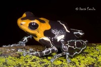 : Ranitomeya fantastica