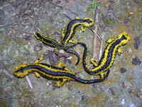 : Salamandra salamandra bernardezi; Fire Salamander