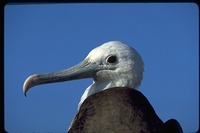 : Fregata magnificens; Magnificent Frigatebird