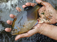 : Embiotoca lateralis; Striped Surfperch