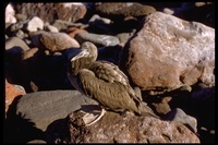 : Sula leucogaster; Brown Booby