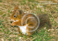 : Sciurus vulgaris; Eurasian Red Squirrel