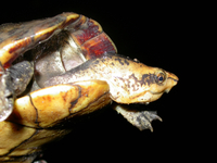 : Kinosternon leucostomum