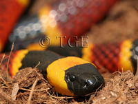 : Micrurus fulvius fulvius; Eastern Coral Snake