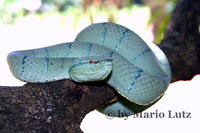 : Tropidolaemus wagleri ssp.; Wagler's Pitviper