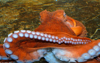 : Enteroctopus dofleini