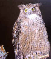 The big & rare Blakiston's Fish Owl has been seen