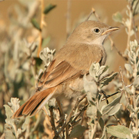 Asian Desert Warbler (juvenile)