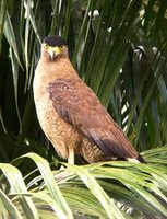 Crested Serpent-Eagle Spilornis cheela