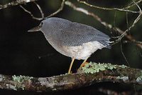 Zigzag  Heron - Zebrilus undulatus, Cristalino River, Mato Grosso, Brazil, April 2003