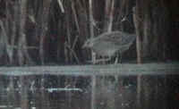 Spotted Crake, seen during FONT's Sweden tour in October 2000