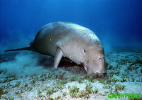 Dugong feeding at the seabed, Red Sea. Dugongs live in various locations around the globe this s...