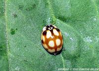 Adalia decempunctata var. guttatopunctata