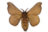 Bombyx mori - Domestic Silkmoth