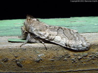 Achlya flavicornis - Yellow Horned