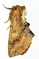 Ptilodon capucina - Coxcomb Prominent