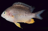 Stegastes gascoynei, Coral sea gregory: