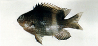 Stegastes albifasciatus, Whitebar gregory: