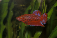 Betta splendens, Siamese fighting fish: aquarium