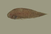 Cynoglossus itinus, :
