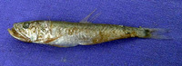 Champsodon omanensis, :