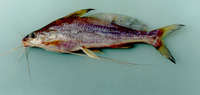 Mystus singaringan, : fisheries