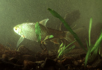 Barbodes balleroides, :