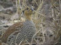 Schlegel's Francolin (Francolinus schlegelii)