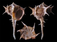Bolinus cornutus tumulosus