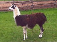 Image of: Lama glama (llama)