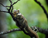 Image of: Tamiops swinhoei (Swinhoe's striped squirrel)