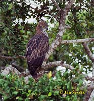 Spizaetus cirrhatus - Changeable Hawk-Eagle