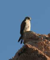 Falco cenchroides - Australian Kestrel