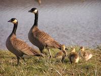 Branta hutchinsii minima - Cackling Canada Goose