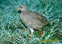 Francolinus natalensis - Natal Francolin