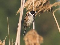 Emberiza schoeniclus - Reed Bunting