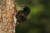 Sturnus vulgaris - European Starling