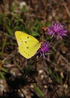 Image of: Colias philodice (clouded sulphur)