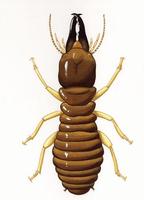 Image of: Macrotermes carbonarius