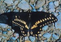 Image of: Papilio polyxenes